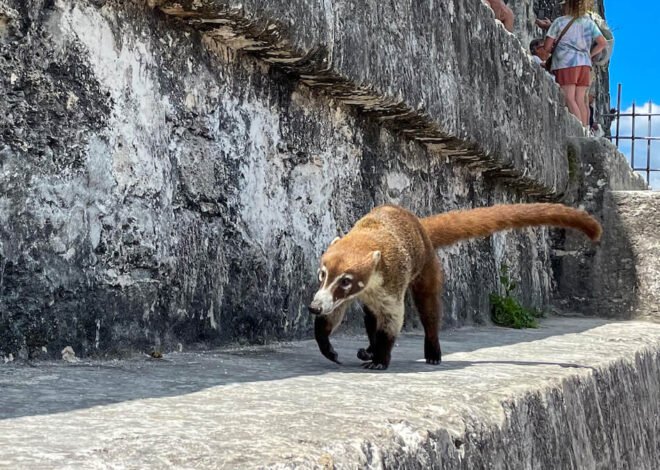 My Amazing Encounters With Wildlife In Tikal National Park