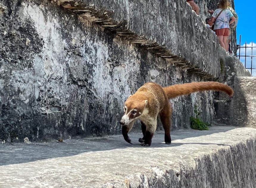 My Amazing Encounters With Wildlife In Tikal National Park