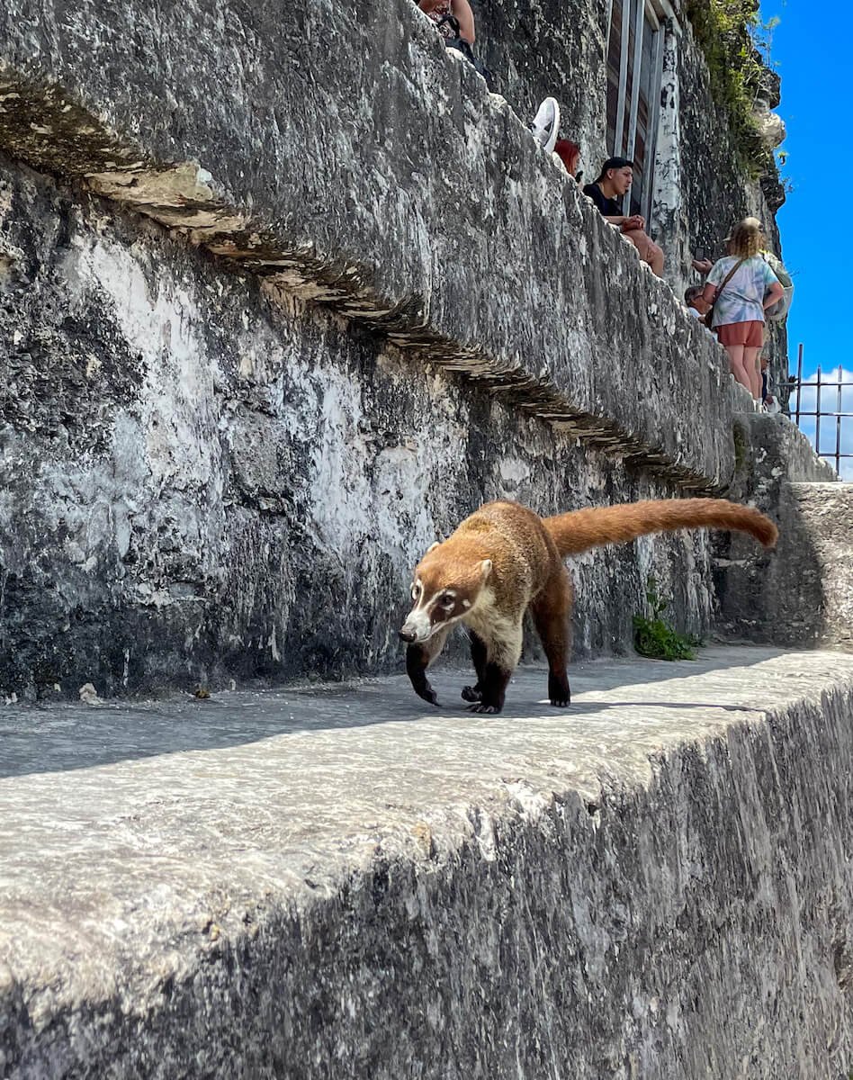 My Amazing Encounters With Wildlife In Tikal National Park